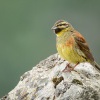 Strnad cvrcivy - Emberiza cirlus - Cirl Bunting 2819